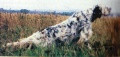 Setter Anglais FRANCINI'S SULTANO Setter Anglais FRANCINI'S SULTANO